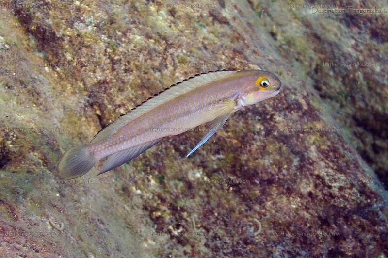Telmatochromis vittatus 'Kekese'